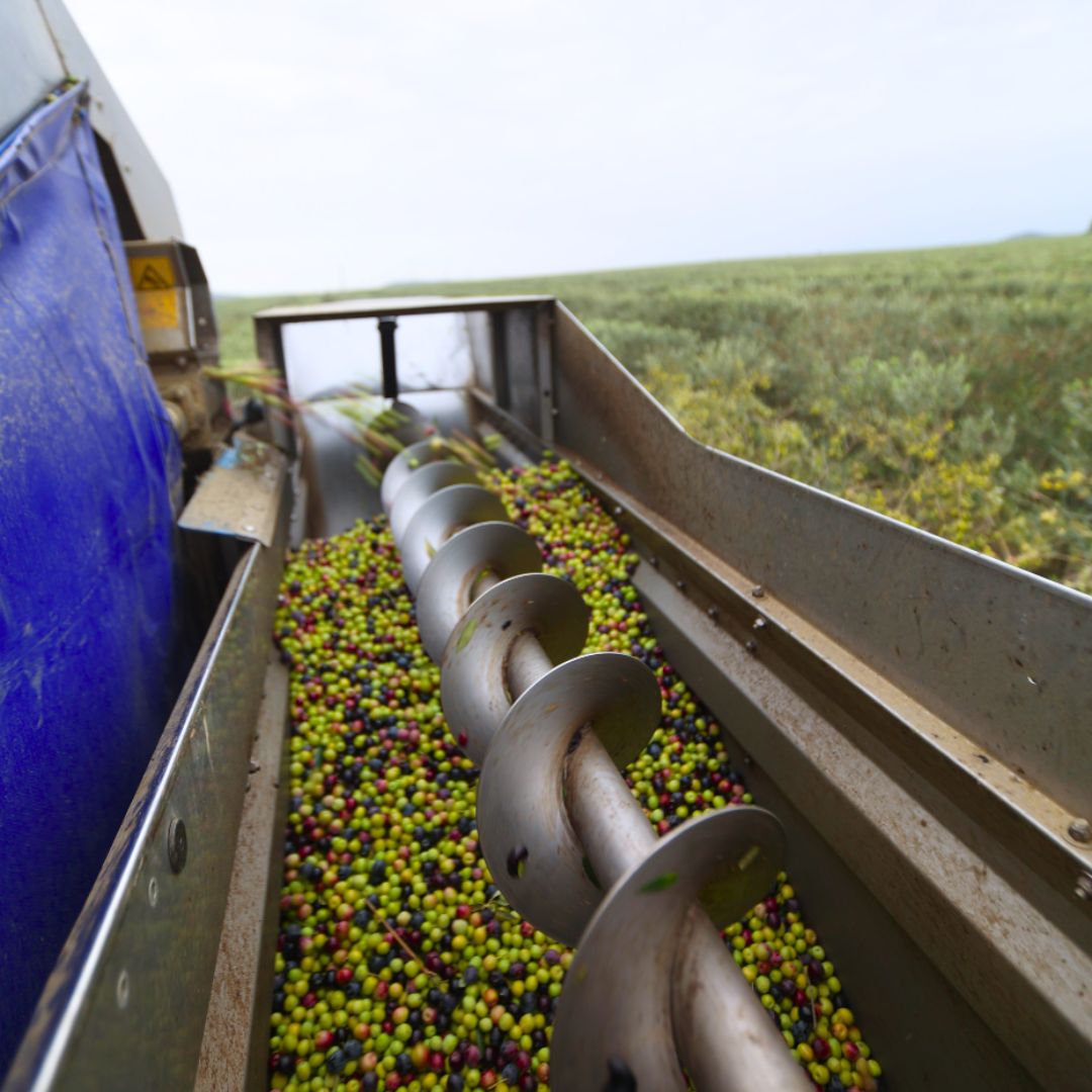 ACEITES DEL OLIVAR A TU MESA ACEITES DEL OLIVAR A TU MESA