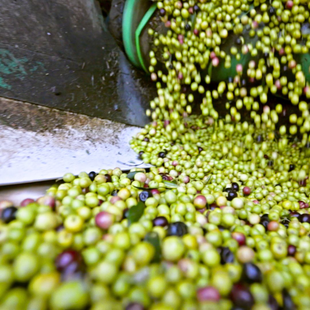 aceitunas villamur ACEITE DE OLIVA VIRGEN EXTRA