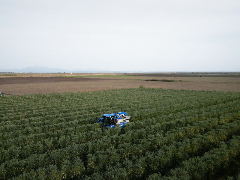 ACEITE DE OLIVA EN ALMENDRALEJO