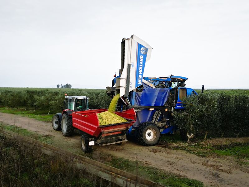 ACEITE DE OLIVA VIRGEN EXTRA EN ALMENDRALEJO