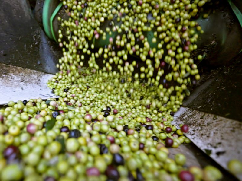 aceite de oliva en mérida