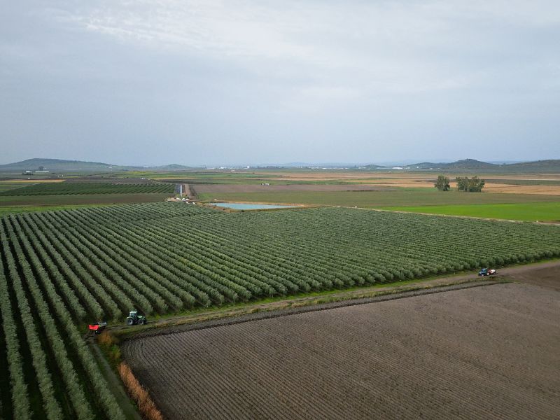 venta de aove en santa amalia
